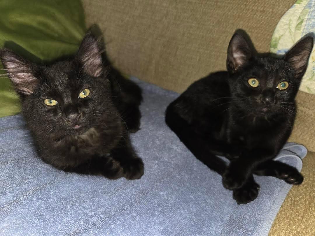 Luci and Figgy (Bonded Sister and Brother)