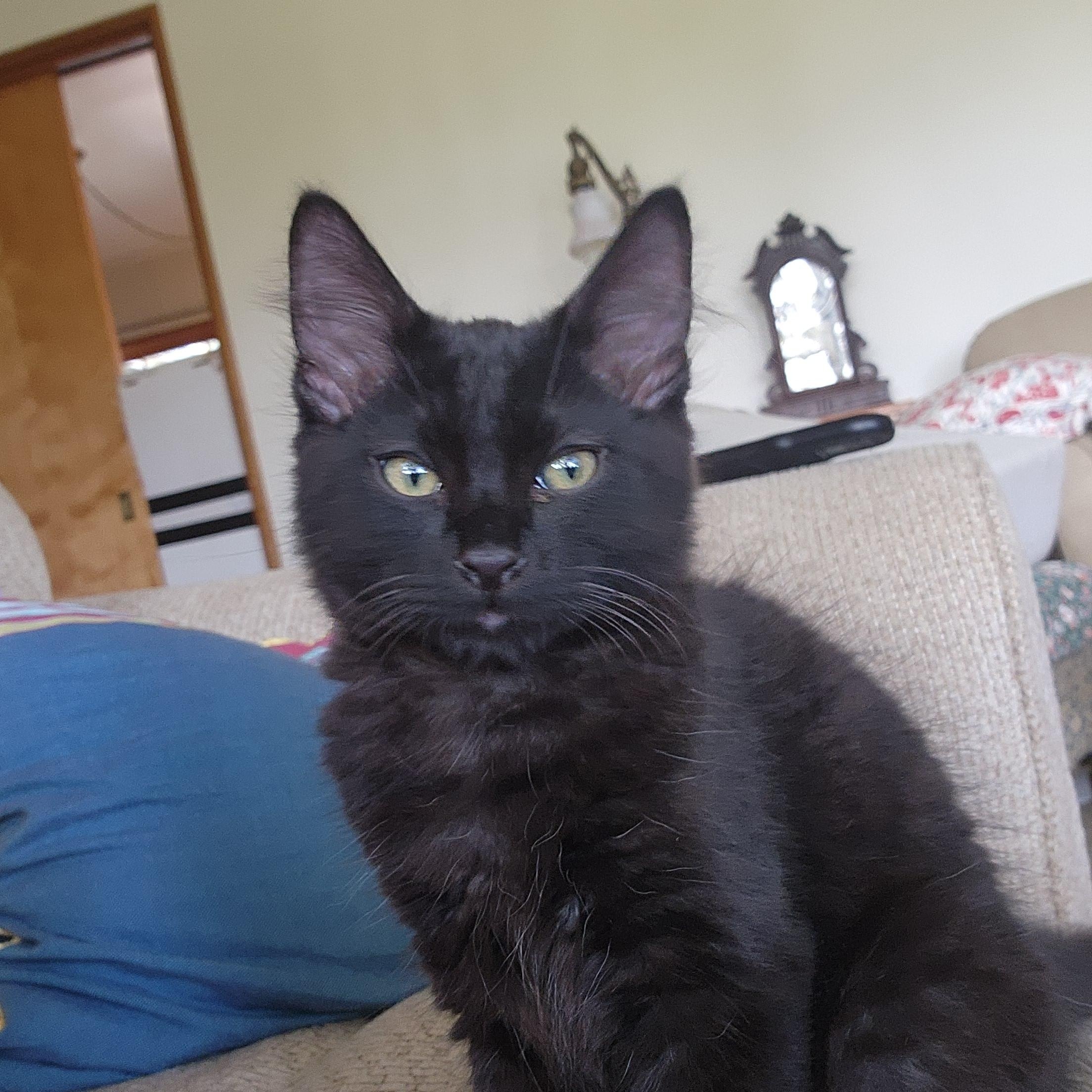 Luci and Figgy (Bonded Sister and Brother)