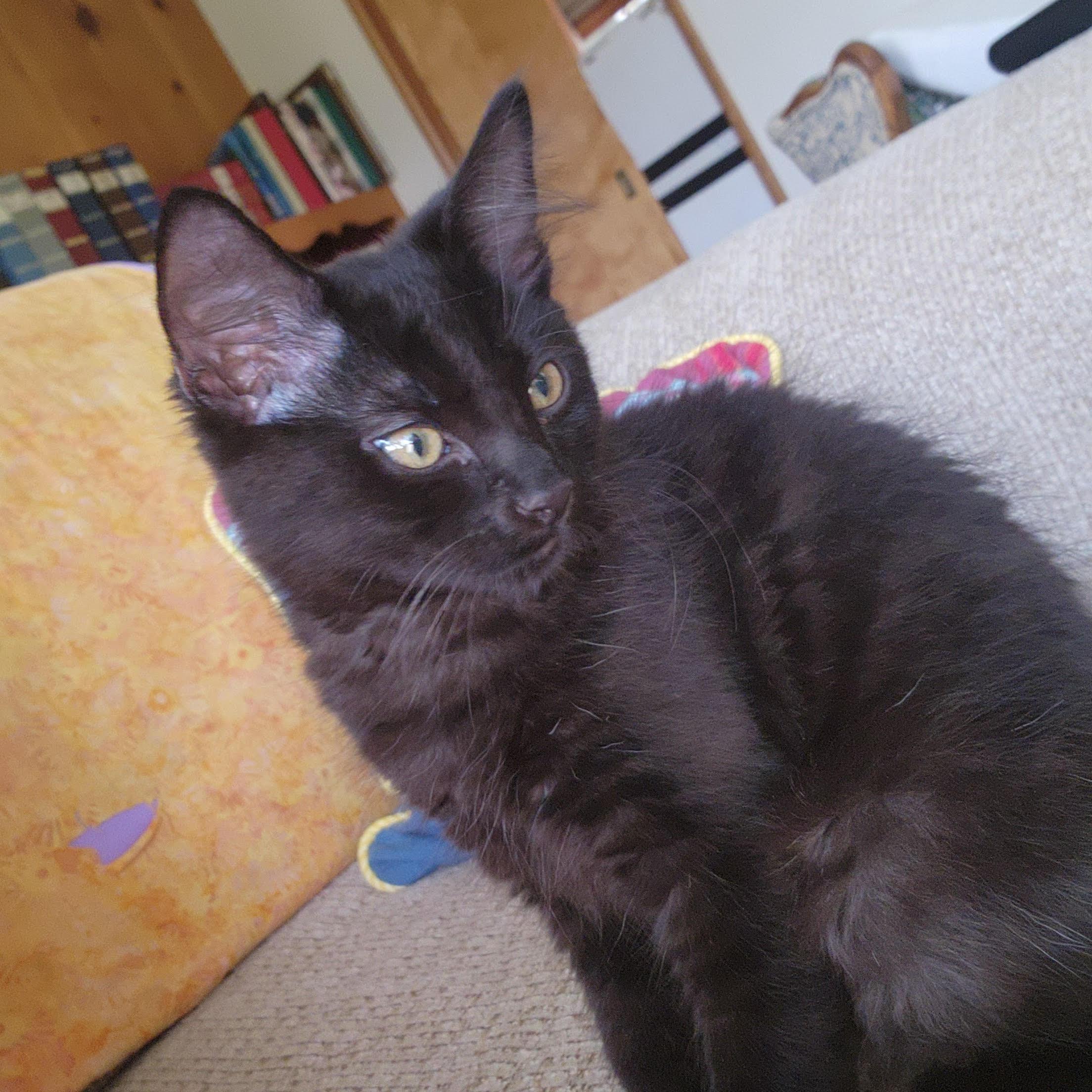Luci and Figgy (Bonded Sister and Brother)
