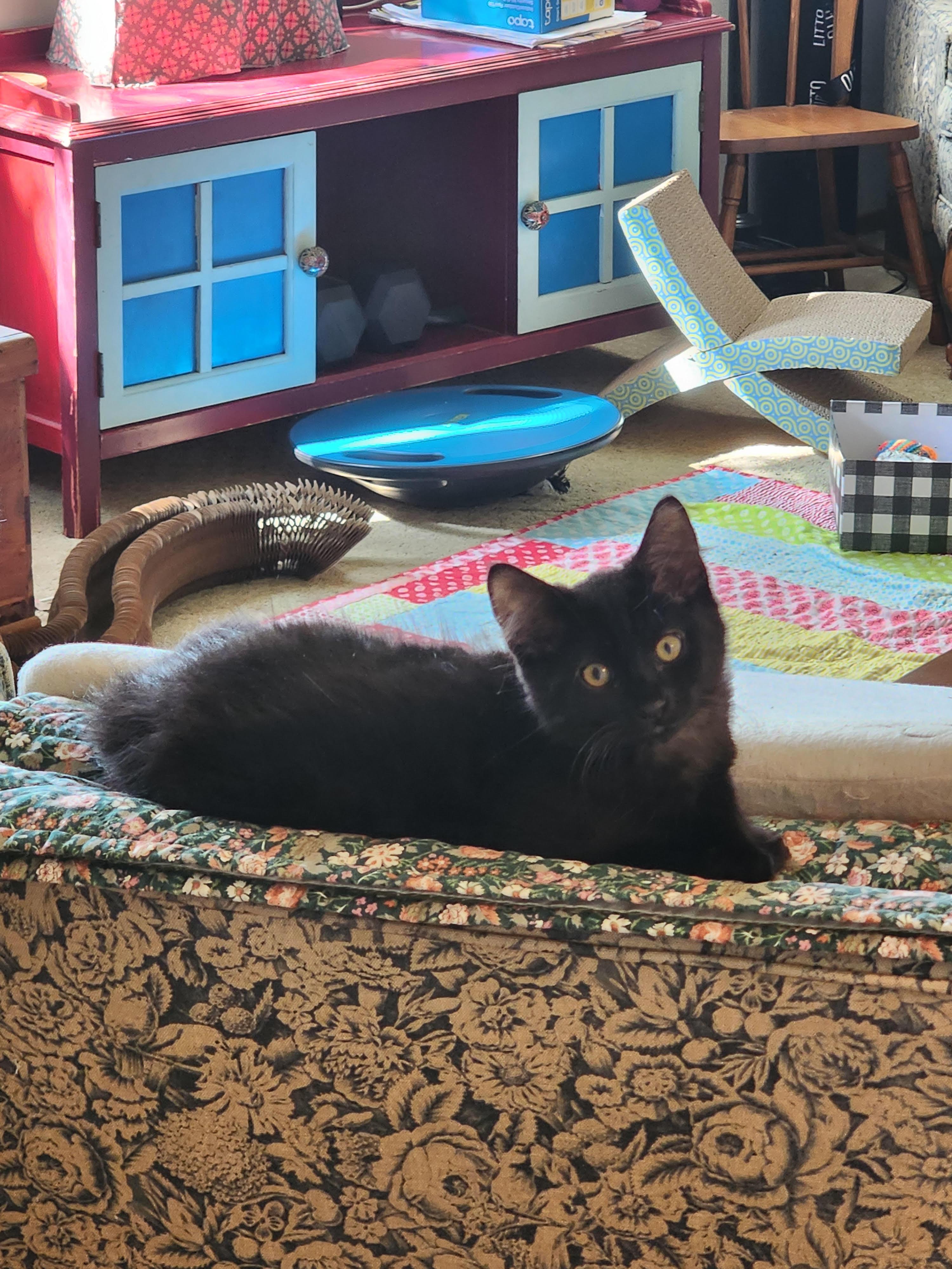 Luci and Figgy (Bonded Sister and Brother)