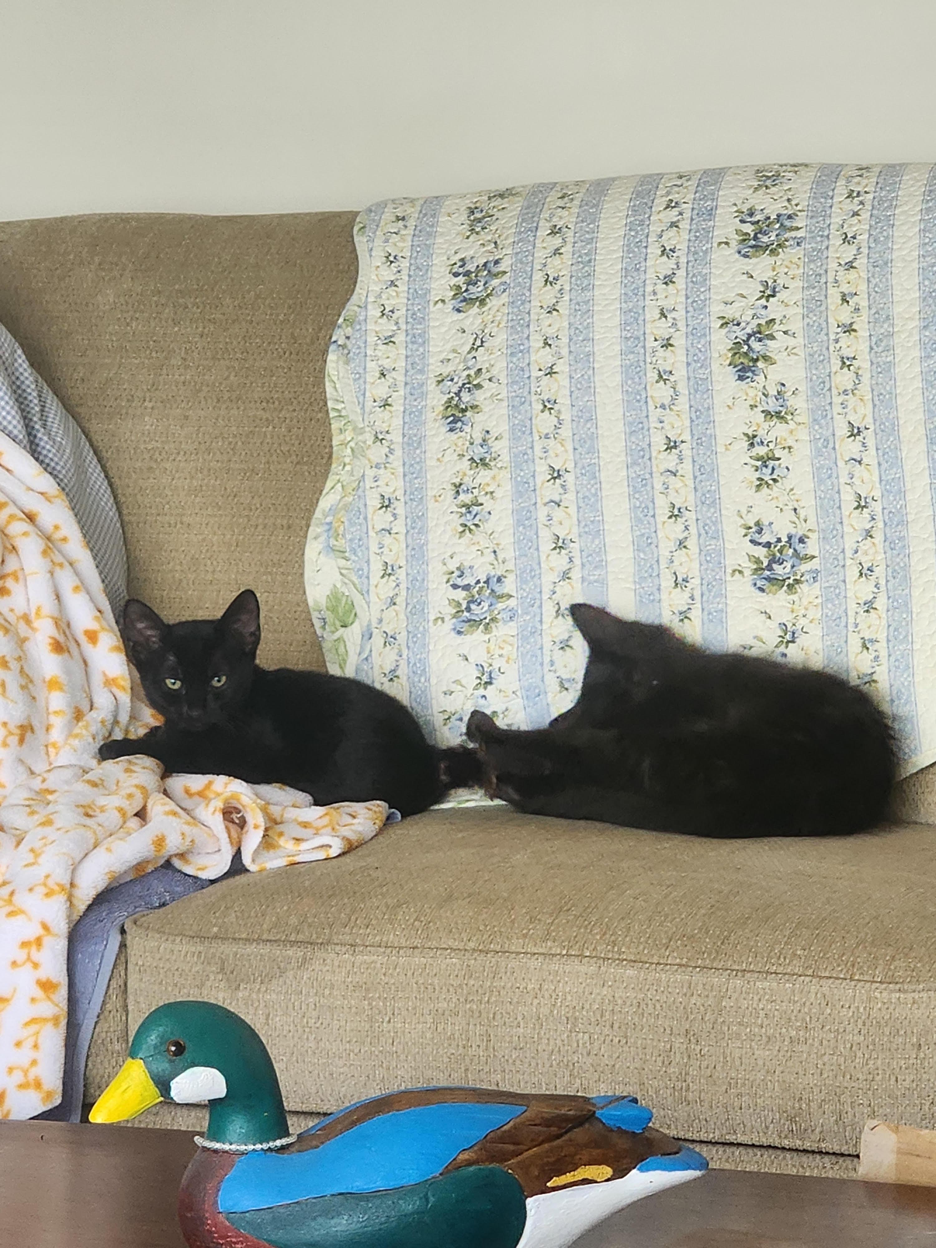 Luci and Figgy (Bonded Sister and Brother)