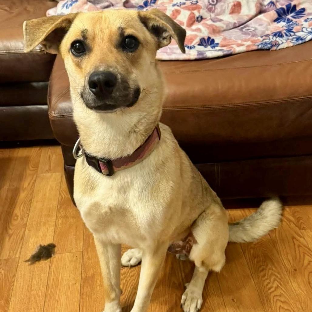 Wally wonderful boy!, a Adoptable Labrador Retriever in Kokomo, IN image 1/3