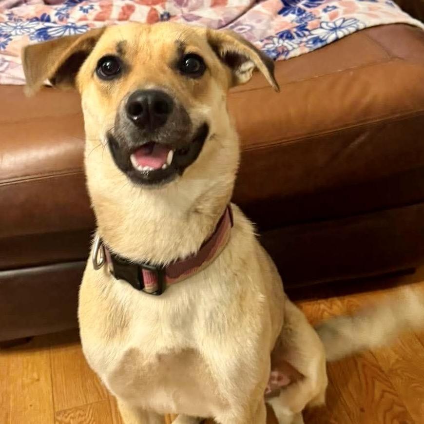 Wally wonderful boy!, a Adoptable Labrador Retriever in Kokomo, IN image 2/3
