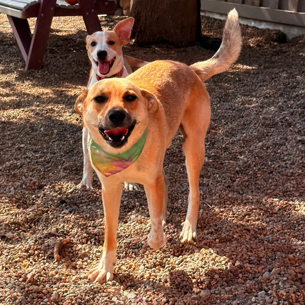Enlarge Wally Happy boy!, a Adoptable Labrador Retriever in Kokomo, IN image 3/6