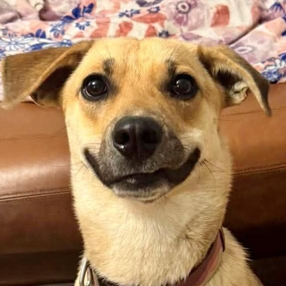 Wally wonderful boy!, a Adoptable Labrador Retriever in Kokomo, IN image 3/3