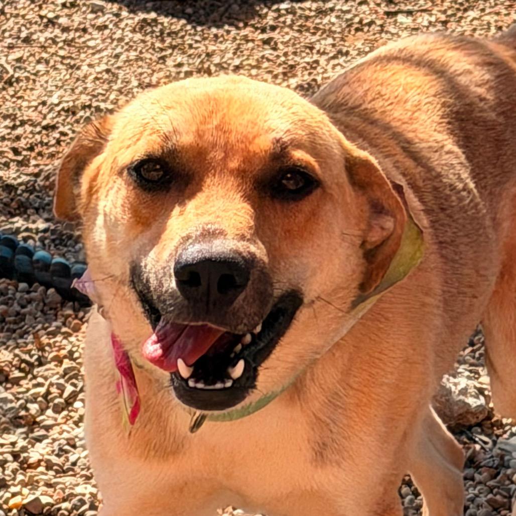 Enlarge Wally Happy boy!, a Adoptable Labrador Retriever in Kokomo, IN image 5/6