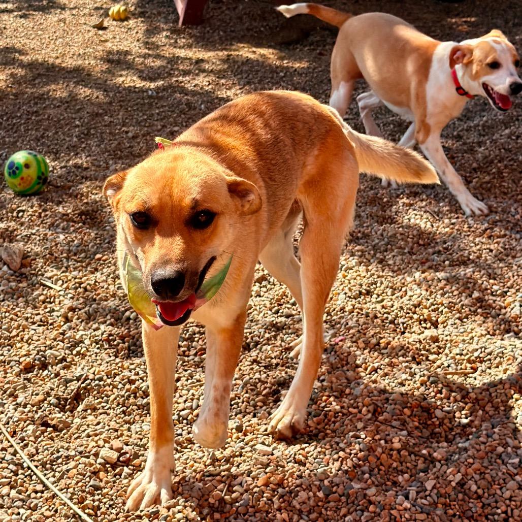 Enlarge Wally Happy boy!, a Adoptable Labrador Retriever in Kokomo, IN image 6/6