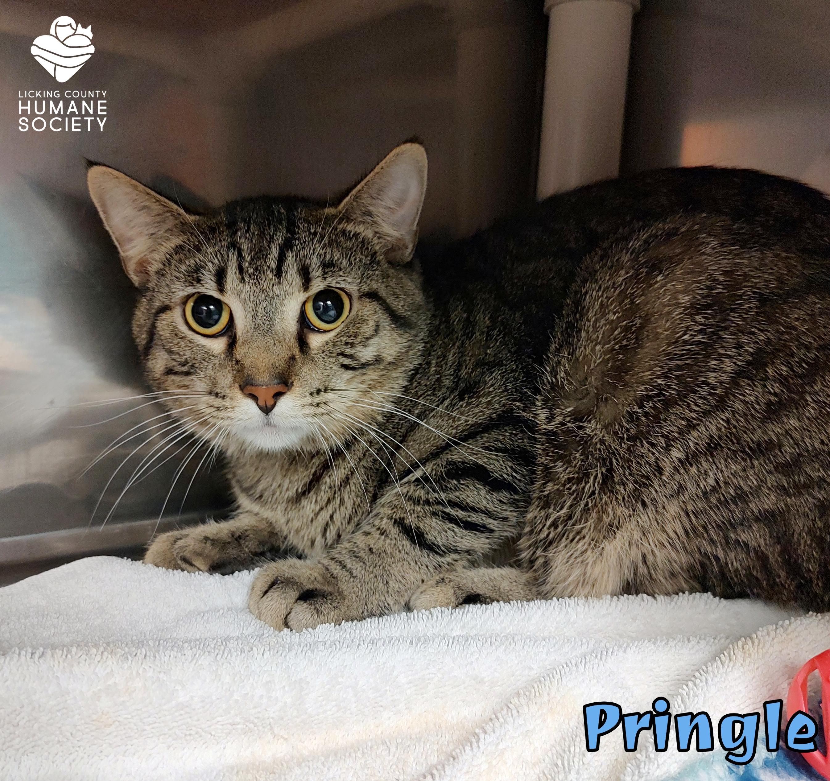 Pringle, Adoptable, Adult Male Domestic Short Hair.
