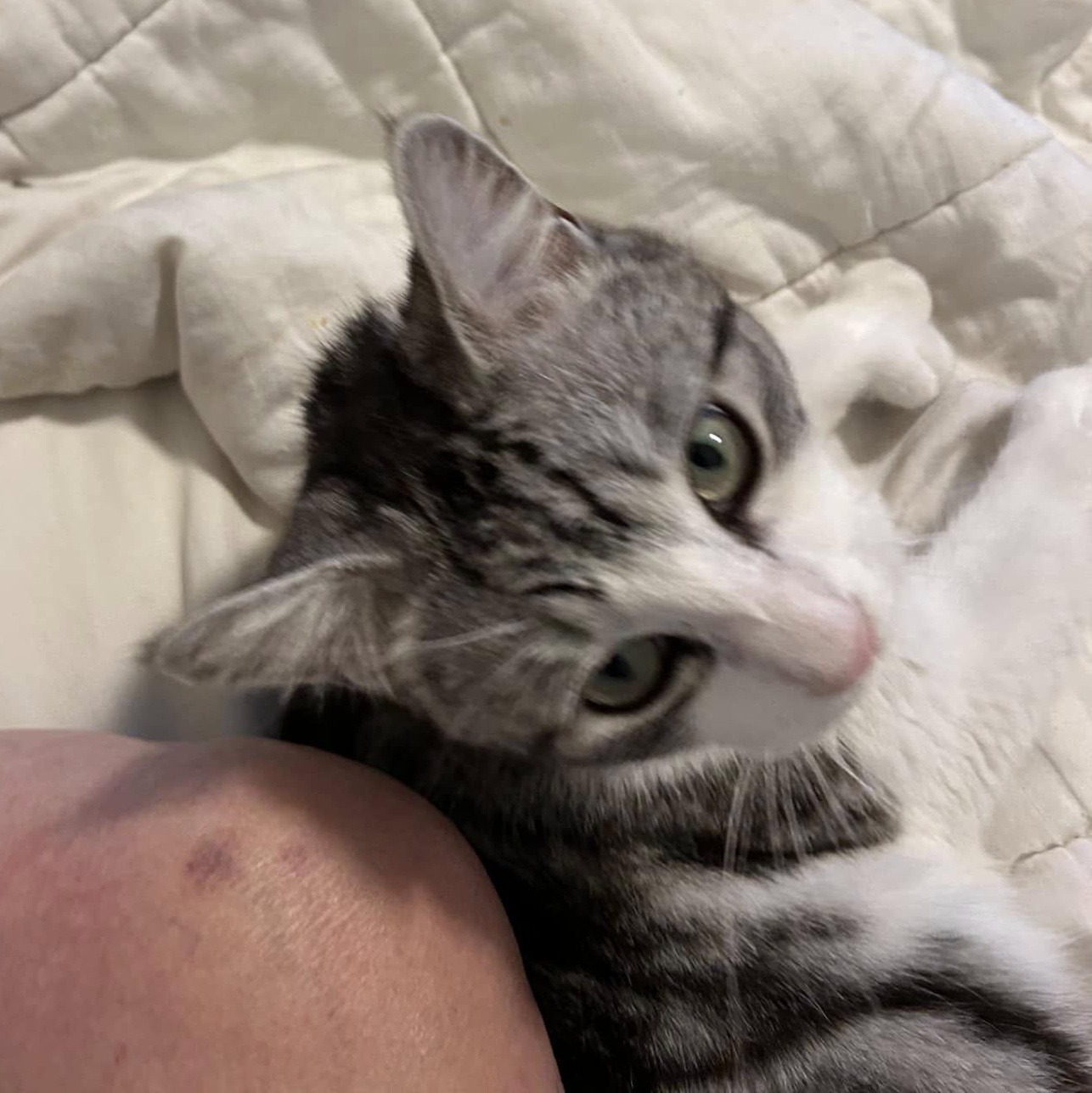 OZZY THE POLYDACTYL 2