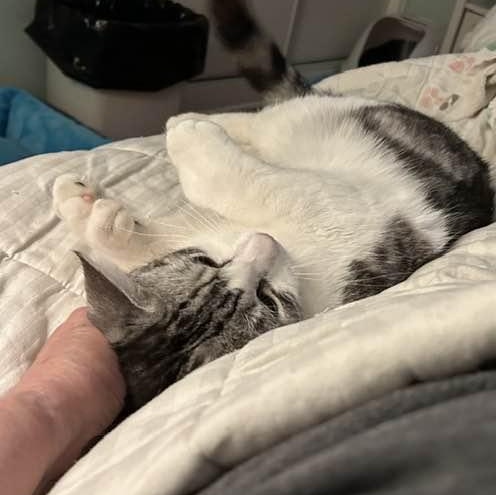 OZZY THE POLYDACTYL 4
