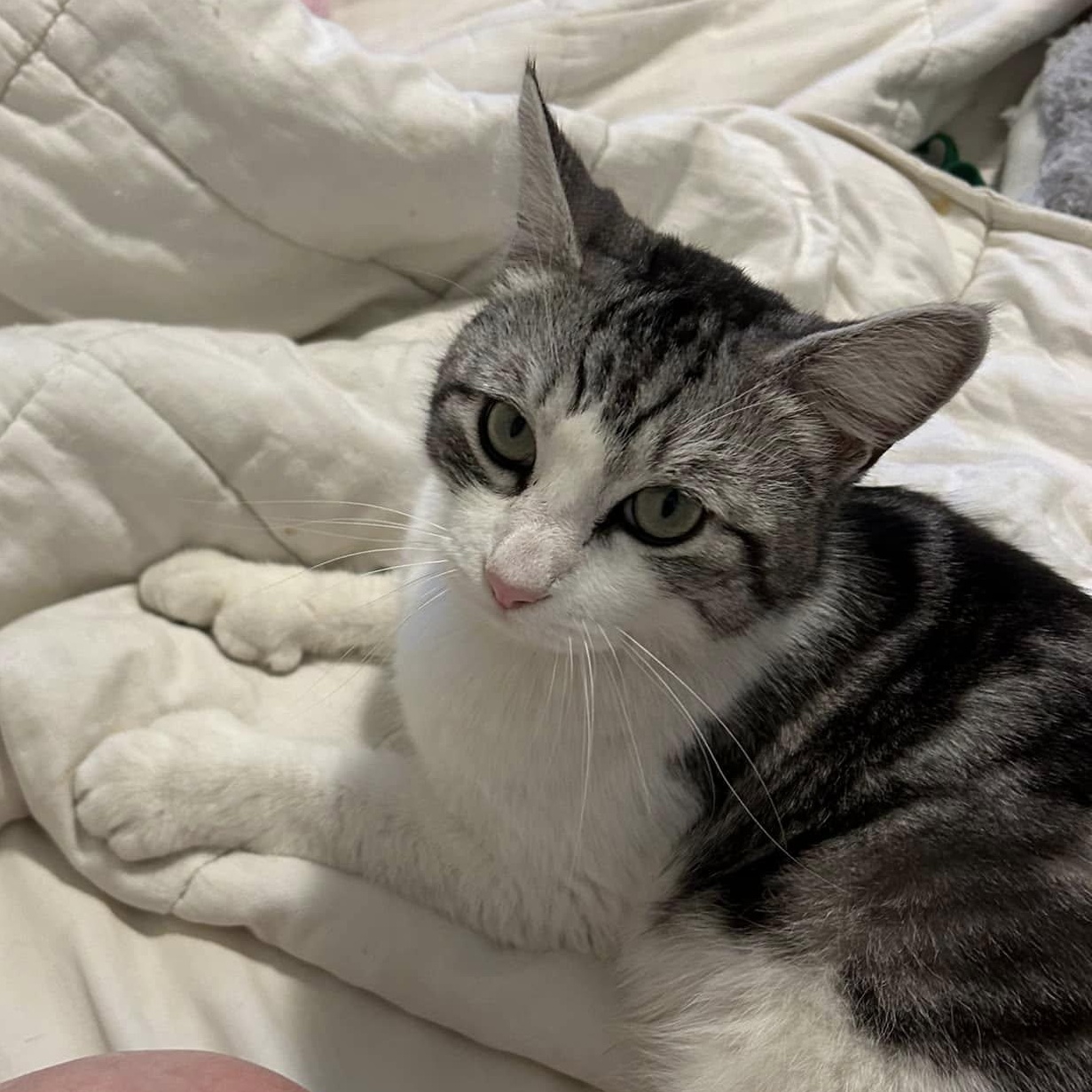 OZZY THE POLYDACTYL