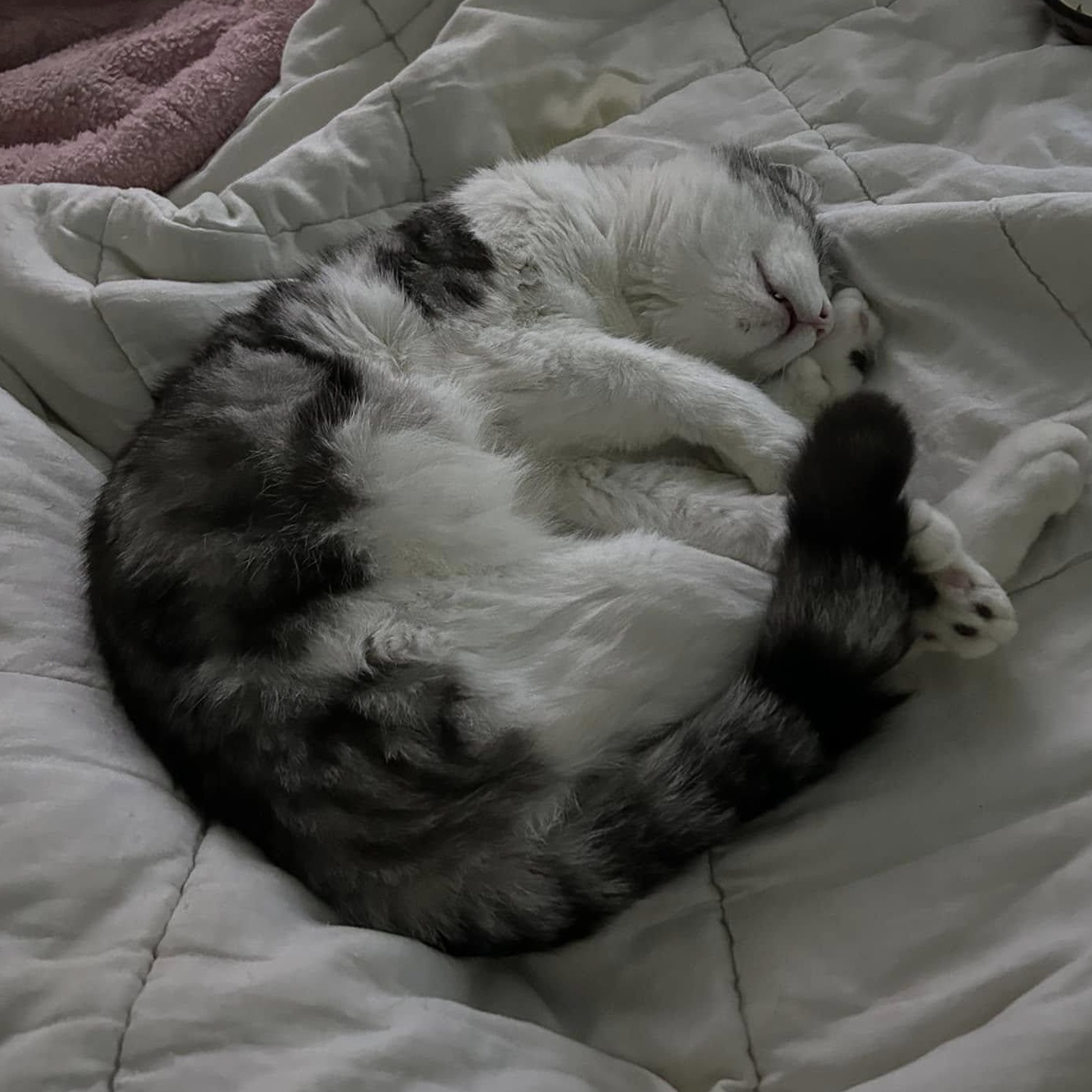 OZZY THE POLYDACTYL, a Adoptable American Shorthair in Beverly Hills, CA image 3/4