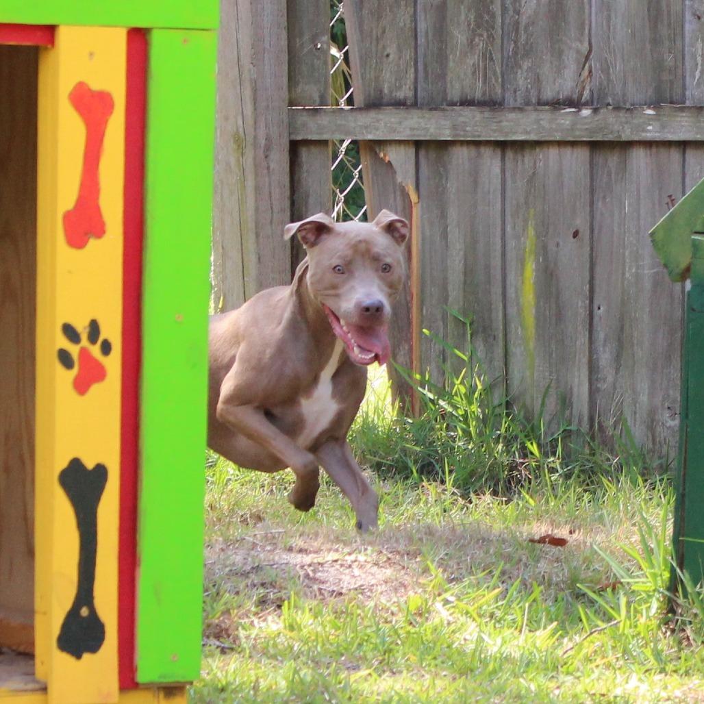 Kimba, Adoptable, Adult Male Mixed Breed.