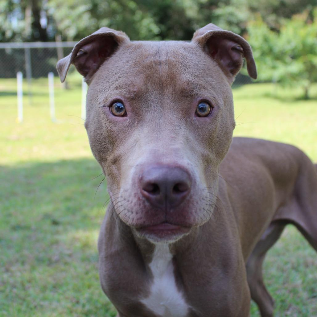 Enlarge Kimba, a Adoptable Mixed Breed in Gainesville, FL image 2/6