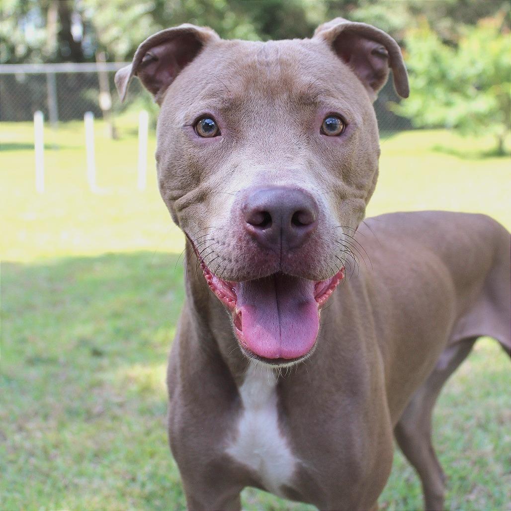 Enlarge Kimba, a Adoptable Mixed Breed in Gainesville, FL image 3/6