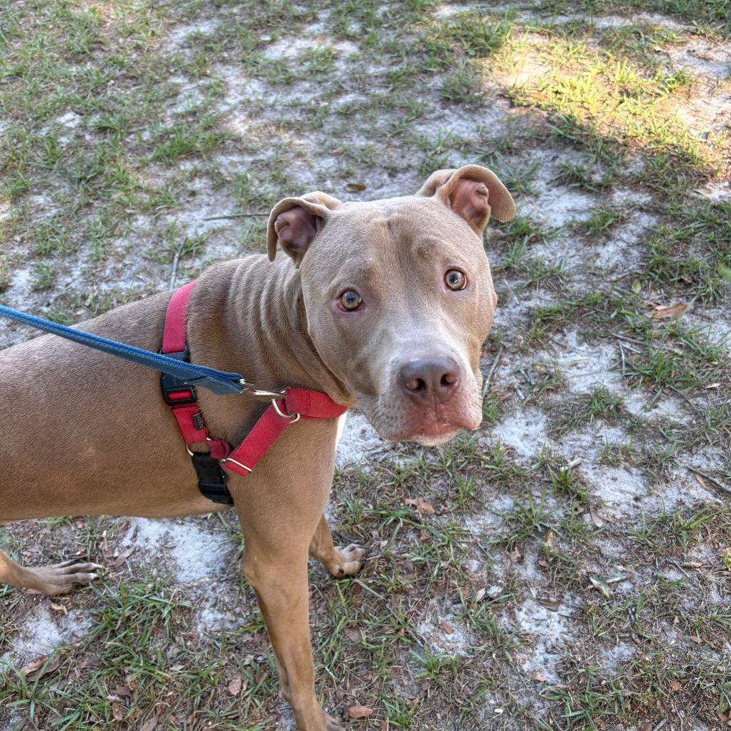 Enlarge Kimba, a Adoptable Mixed Breed in Gainesville, FL image 4/6