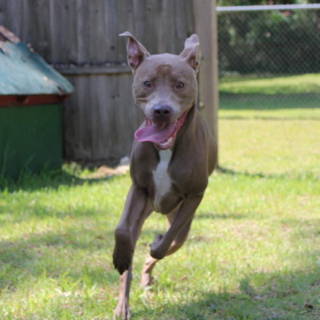 Enlarge Kimba, a Adoptable Mixed Breed in Gainesville, FL image 5/6