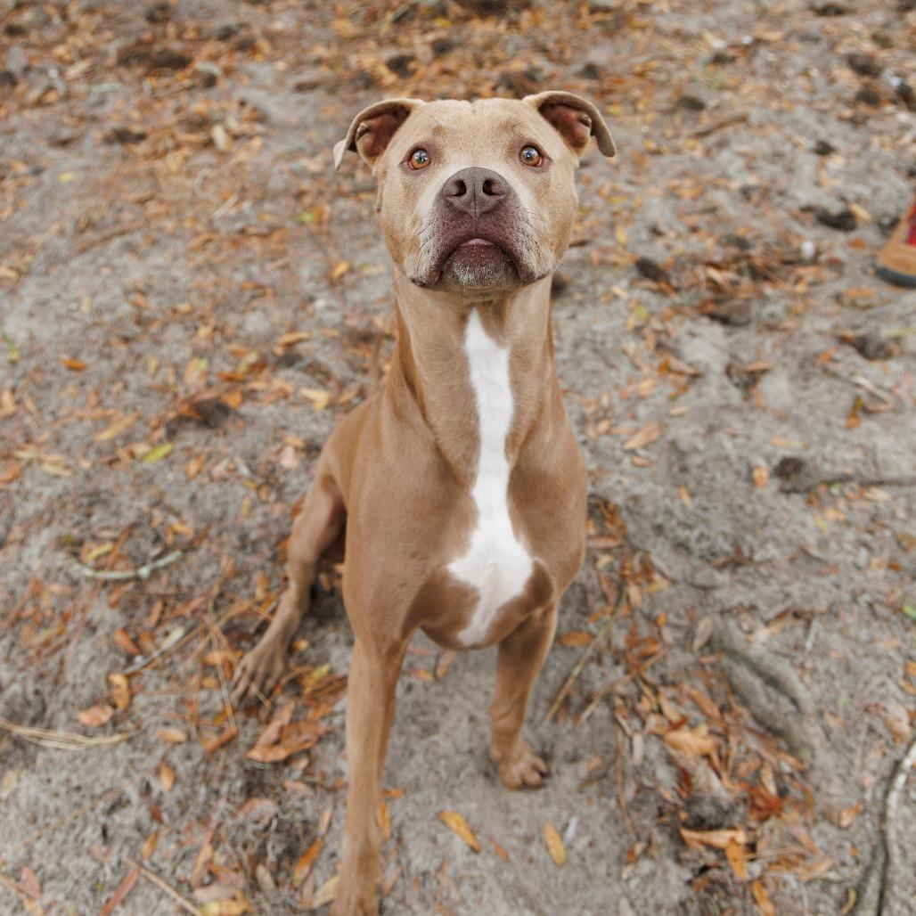 Enlarge Kimba, a Adoptable Mixed Breed in Gainesville, FL image 6/6