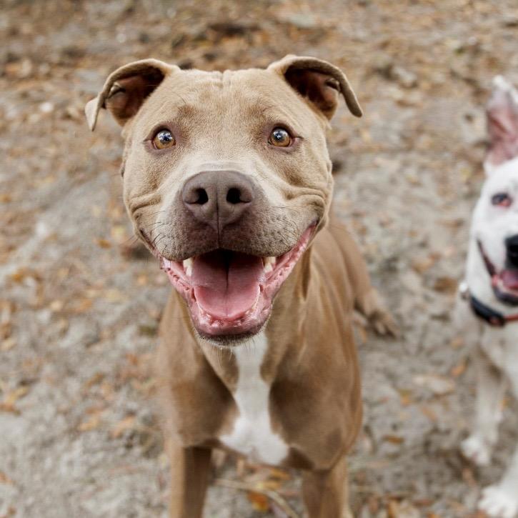 Enlarge Kimba, a Adoptable Mixed Breed in Gainesville, FL image 6/6