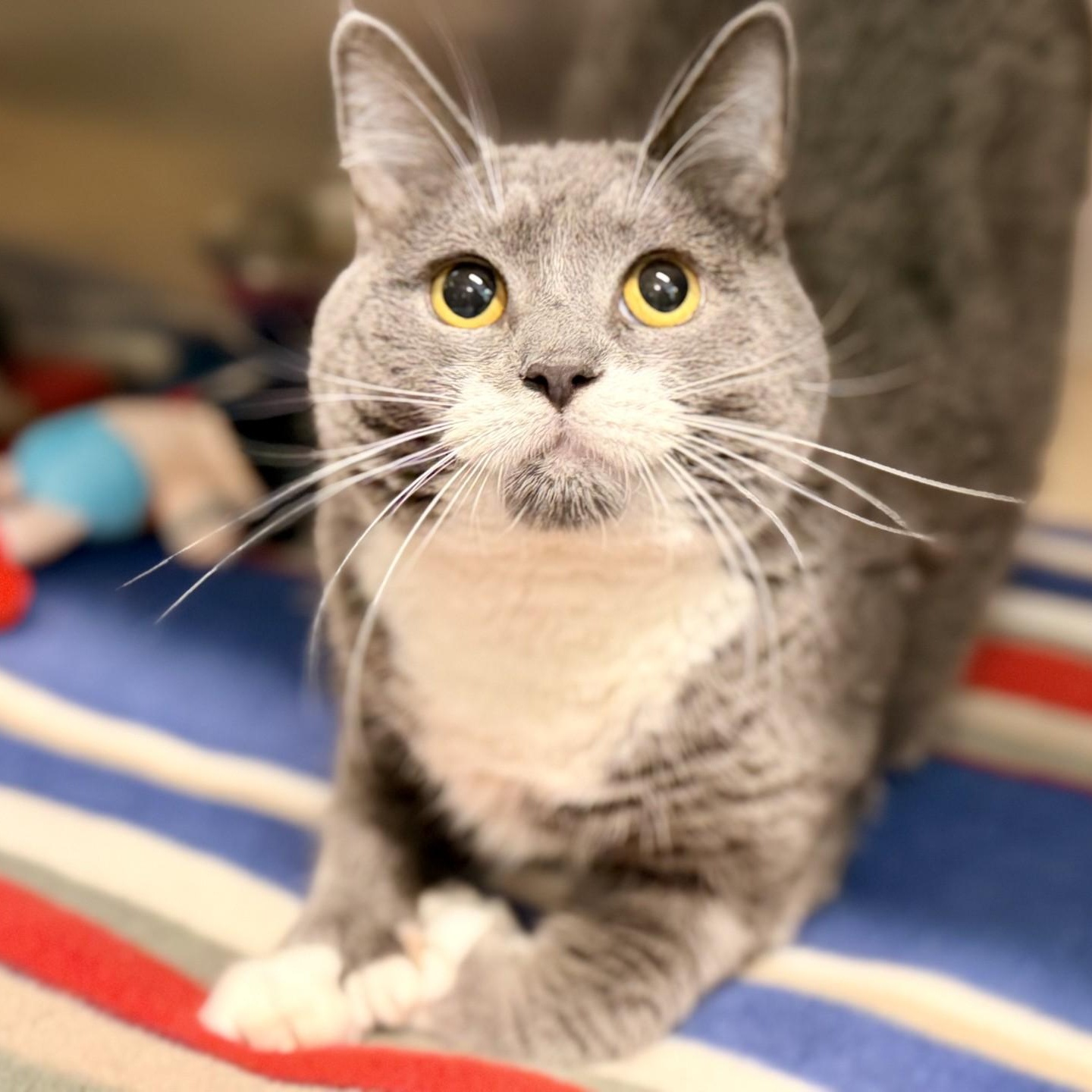 Enlarge Vela, a Adoptable Domestic Short Hair in Jackson, NJ image 2/2