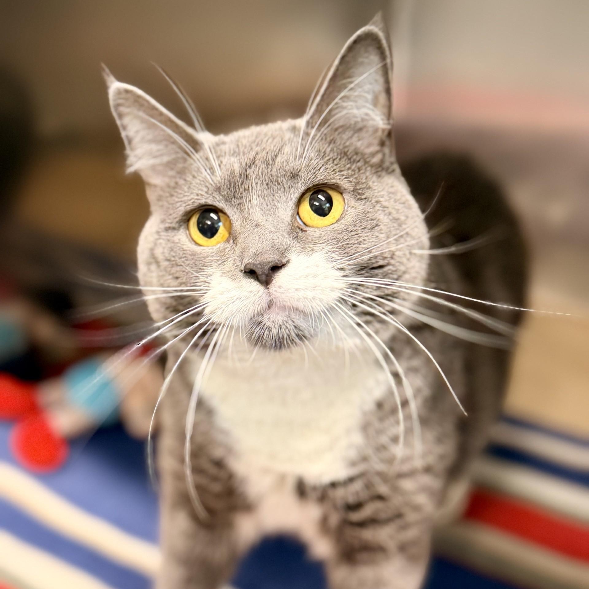Vela, Adoptable, Adult Female Domestic Short Hair.