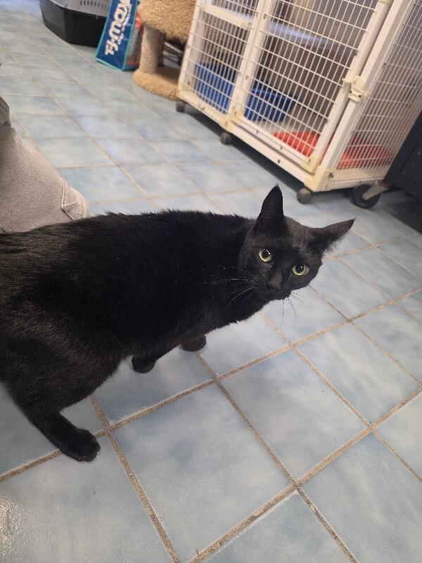 Rumplestiltskin, Adoptable, Adult Male Domestic Short Hair.