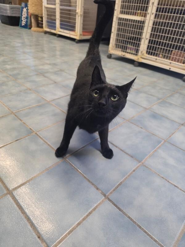 Enlarge Rumplestiltskin, a Adoptable Domestic Short Hair in Cortland, NY image 2/6