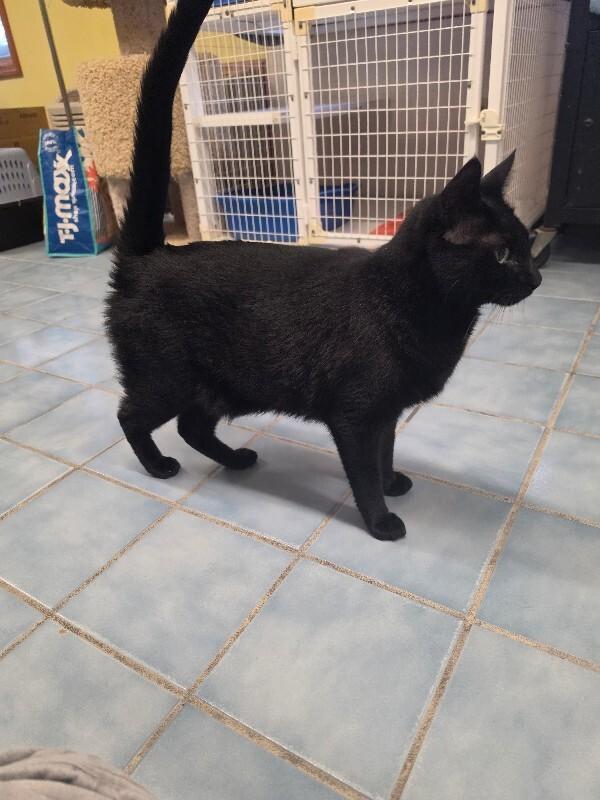 Enlarge Rumplestiltskin, a Adoptable Domestic Short Hair in Cortland, NY image 3/6