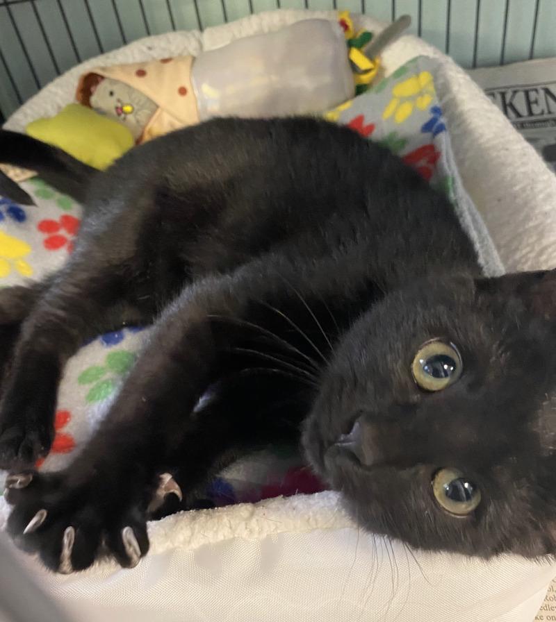 Enlarge Rumplestiltskin, a Adoptable Domestic Short Hair in Cortland, NY image 4/6