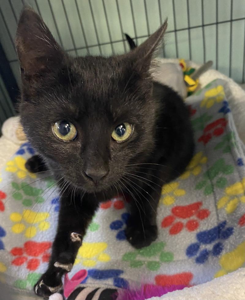Enlarge Rumplestiltskin, a Adoptable Domestic Short Hair in Cortland, NY image 5/6