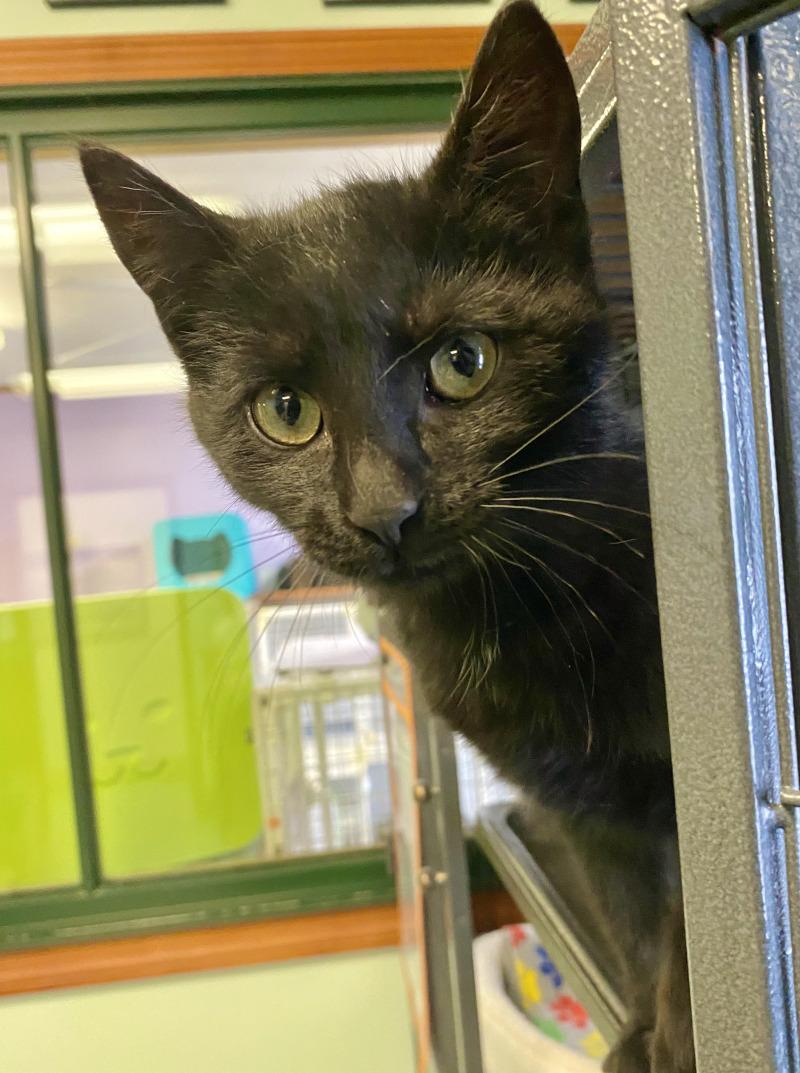 Enlarge Rumplestiltskin, a Adoptable Domestic Short Hair in Cortland, NY image 6/6