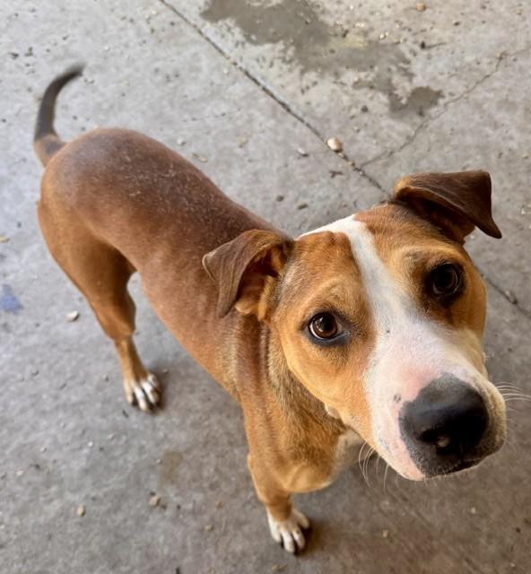 ROO, Adoptable, Adult Male Pit Bull Terrier.