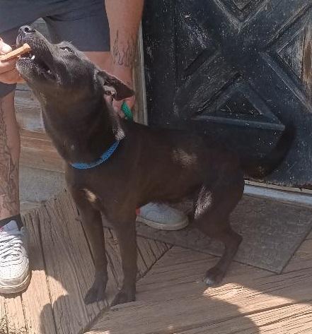 Enlarge Walker, a Adopted mixed breed in Grandview, TX image 1/4