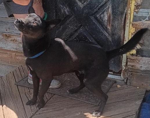 Enlarge Walker, a Adopted mixed breed in Grandview, TX image 2/4