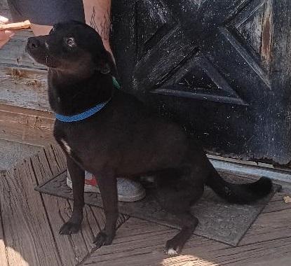 Enlarge Walker, a Adopted mixed breed in Grandview, TX image 3/4