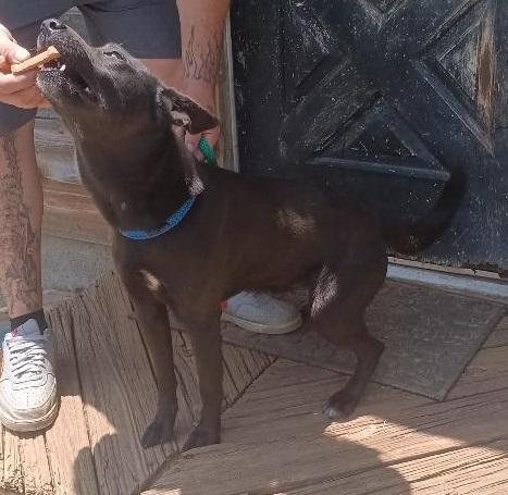 Enlarge Walker, a Adopted mixed breed in Grandview, TX image 4/4