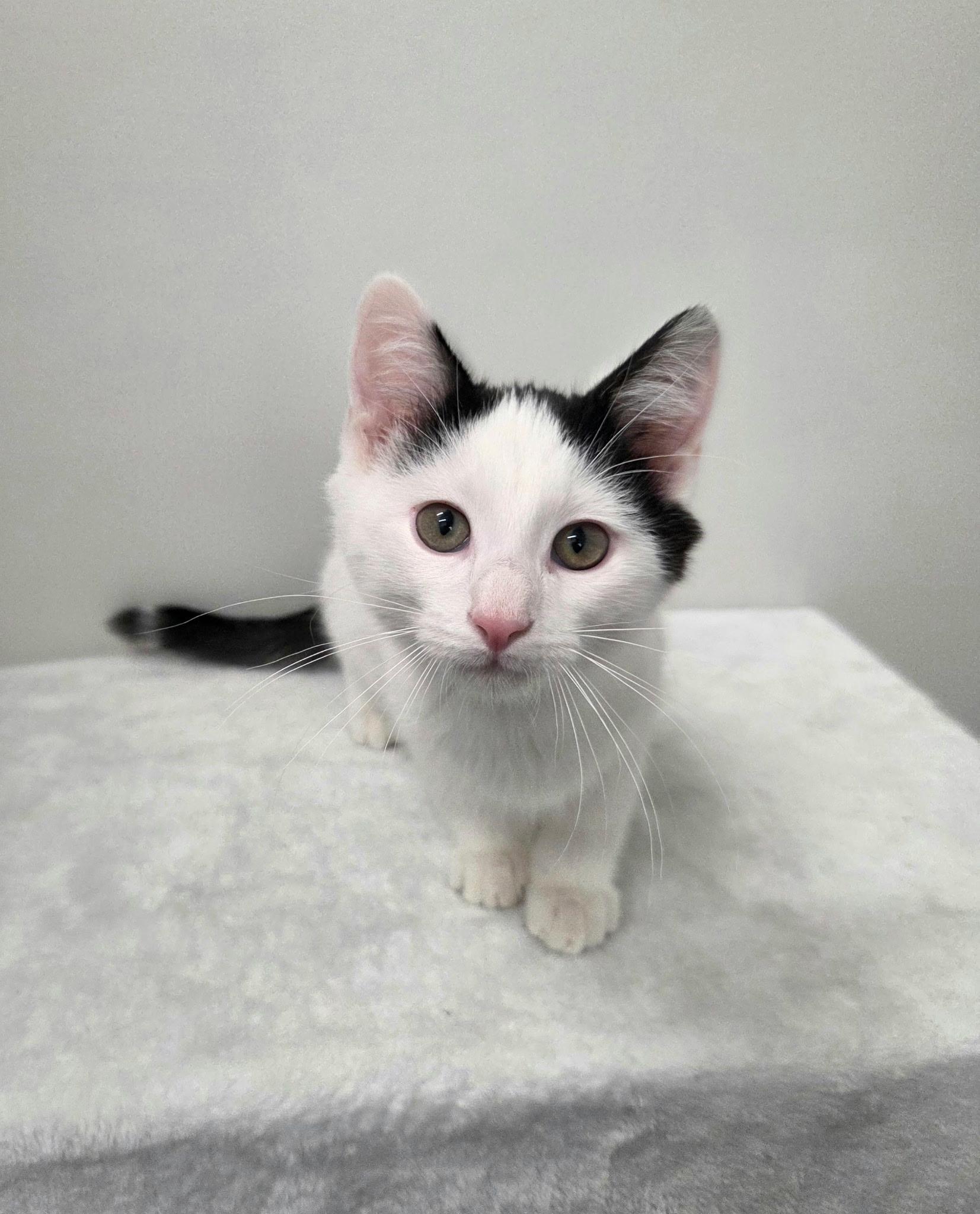 Enlarge Fred, a Adoptable mixed breed in High Ridge, MO image 3/4