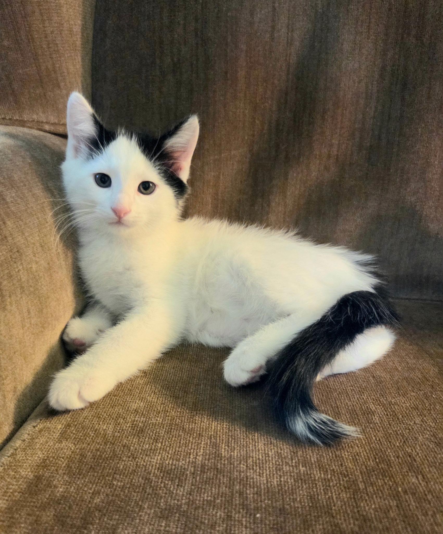 Enlarge Fred, a Adoptable mixed breed in High Ridge, MO image 2/2