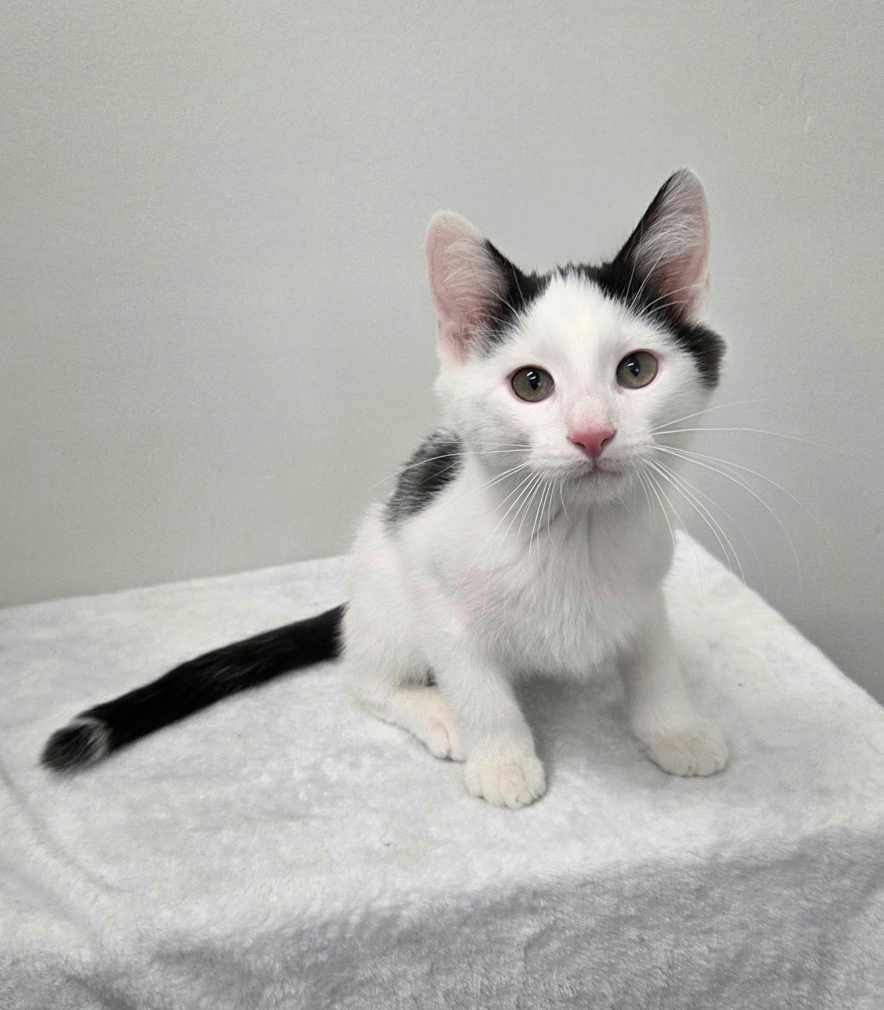 Enlarge Fred, a Adoptable mixed breed in High Ridge, MO image 2/4