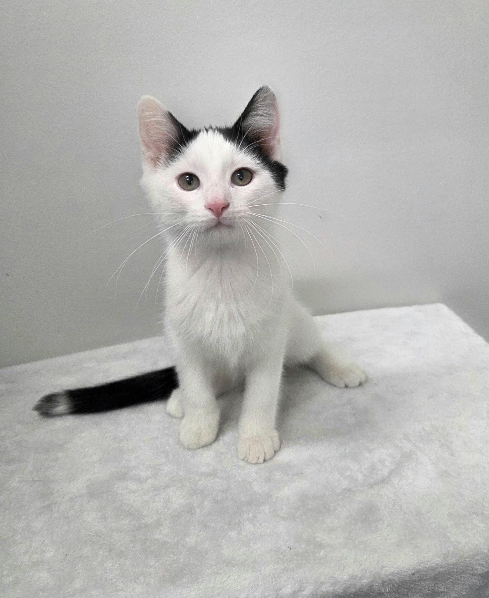 Fred, Adoptable, Kitten Male Domestic Short Hair.