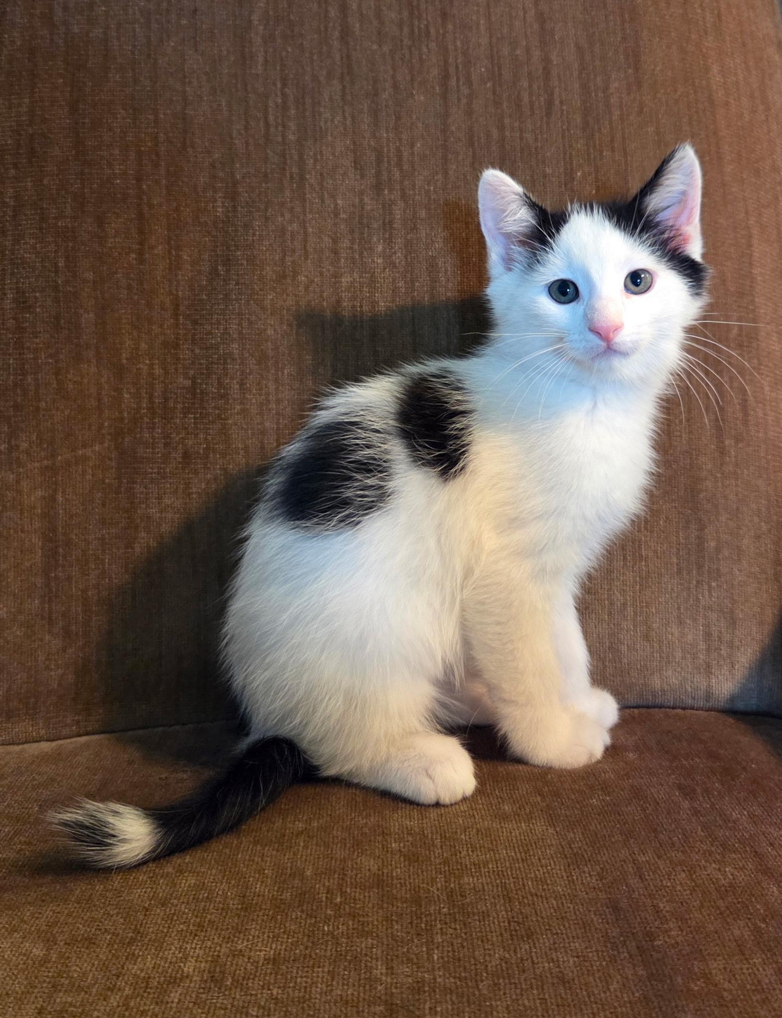 Enlarge Fred, a Adoptable mixed breed in High Ridge, MO image 1/2