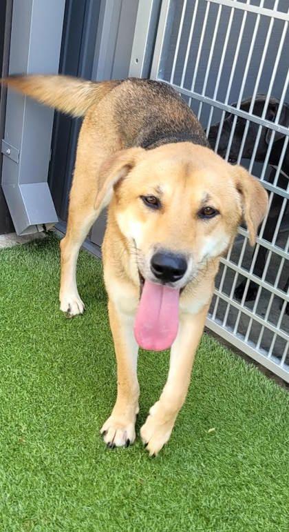 Squirrel, Adoptable, Adult Female German Shepherd Dog.