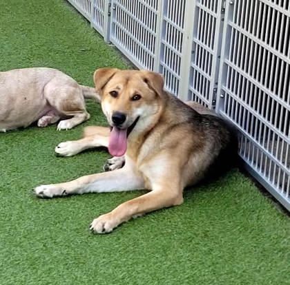 Enlarge Squirrel, a Adoptable mixed breed in Commerce, TX image 2/4