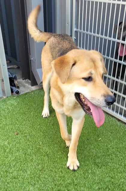 Enlarge Squirrel, a Adoptable mixed breed in Commerce, TX image 3/4