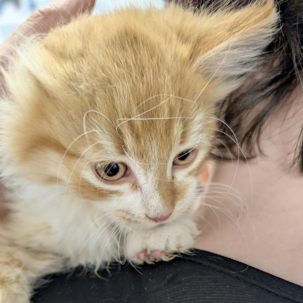 Pugsley, Adoptable, Kitten Male Domestic Medium Hair.