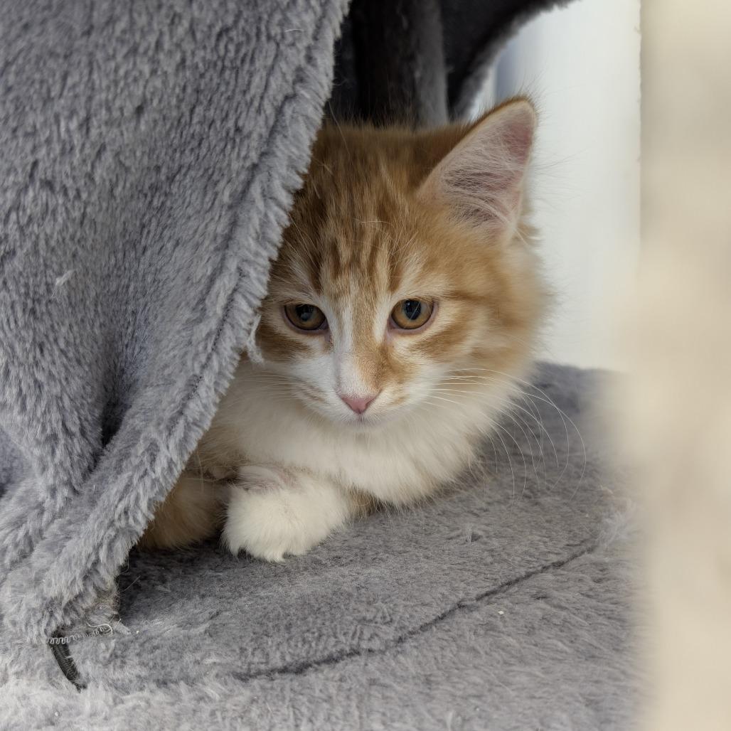 Enlarge Pugsley, a Adoptable Domestic Medium Hair in Buffalo, WY image 2/2