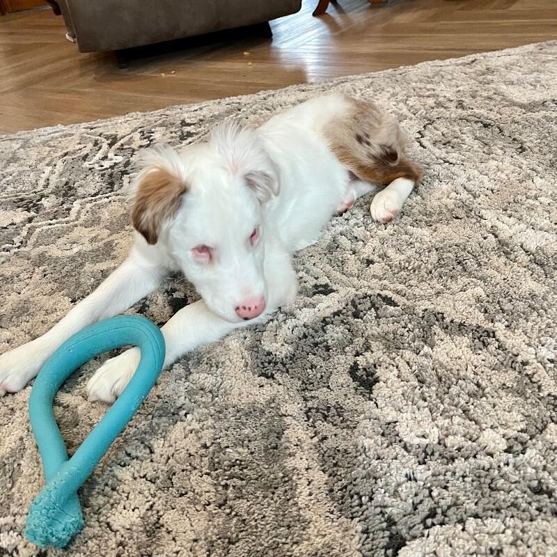 Enlarge Nora, a Adoptable mixed breed in Alma, WI image 1/4