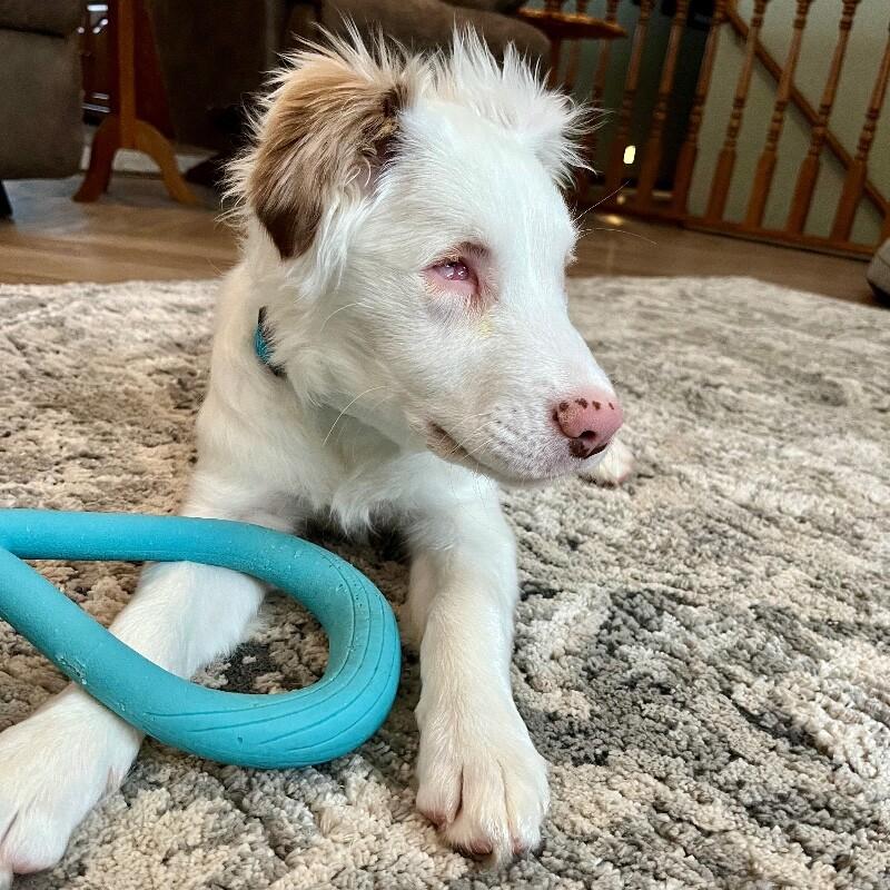 Enlarge Nora, a Adoptable mixed breed in Alma, WI image 2/4