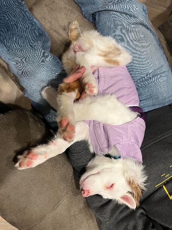 Enlarge Nora, a Adoptable mixed breed in Alma, WI image 4/4