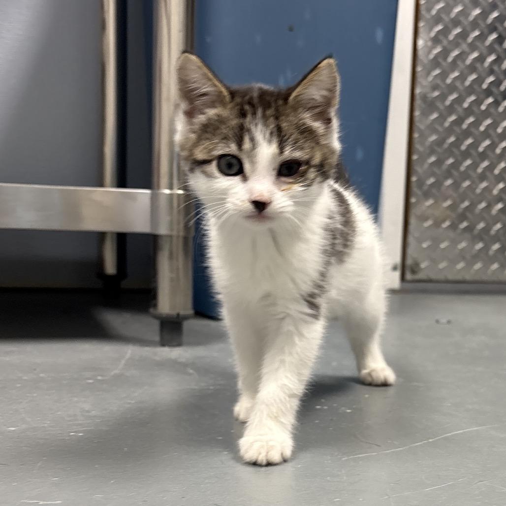 Snowbell, Adoptable, Kitten Female Domestic Short Hair.